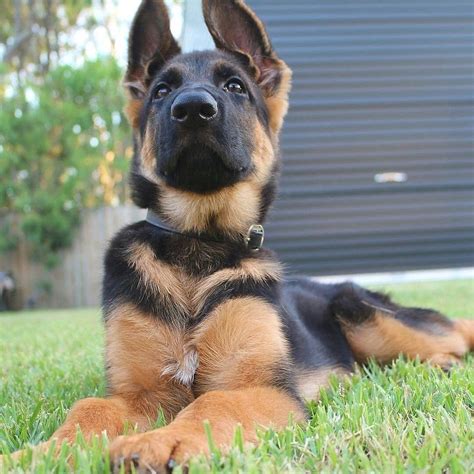 16 Cute German Shepherd Dogs & Puppies