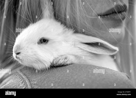 Rabbit Lips Hi Res Stock Photography And Images Alamy