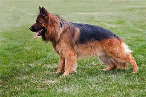 Long Haired German Shepherd Archives