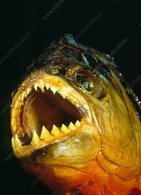 Piranha fish - Stock Image - Z605/0538 - Science Photo Library