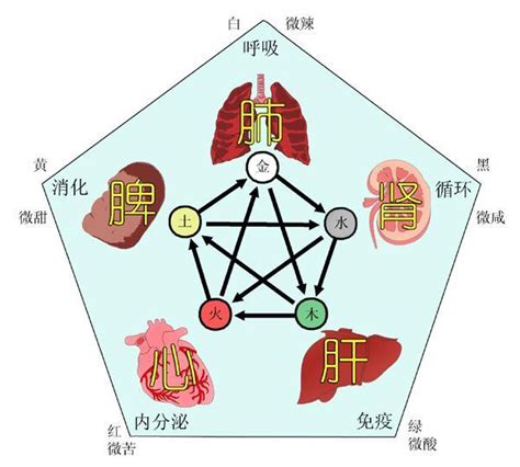 简述五脏六腑的名称及生理特点百度知道