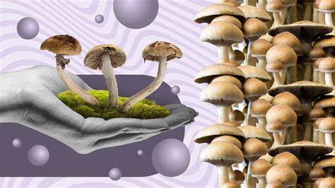 What Are Psilocybin Mushroom Spores? Everything You Need to Know - Foreign Policy