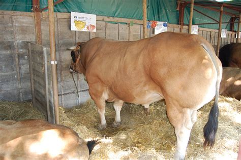 Cattle Parthenaise Rare Breeds Trust Of Australia Tidyhq