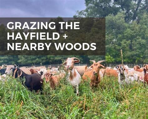 Grazing Our Hayfield And The Surrounding Woods Grazing With Leslie