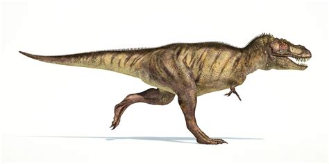 Why T Rex Has Tiny Arms Way Daily