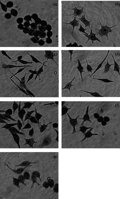 Morphological Changes In Raw Cells After Lps Or B Adolescentis