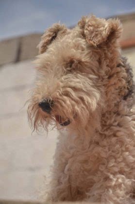 Airedale Terrier Cuidados Comportamiento Y Caracter Sticas