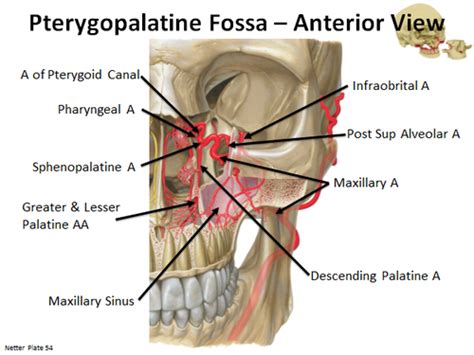 Palate Pterygopalatine Fossa Flashcards Quizlet