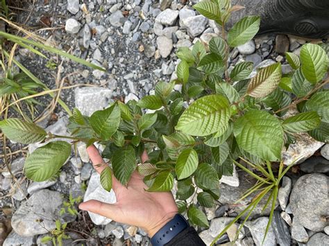 Formosan Alder From 臺灣島 和平區 Txg Tw On July 31 2023 At 0521 Pm By Shiaokao · Inaturalist