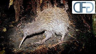 Tiere Vor Der Kamera Kiwi Co V Gel Neuseelands