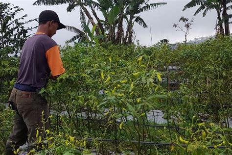 Diserang Hama Patek Hasil Panen Petani Cabai Di Boyolali Anjlok