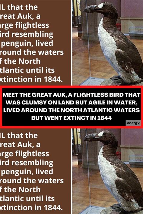 Meet The Great Auk A Flightless Bird That Was Clumsy On Land But Agile