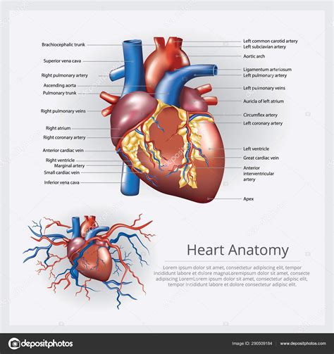 Human Heart Anatomy Vector Illustration Stock Vector Image By