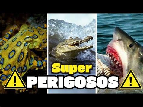 Os Animais Mais Perigosos Do Mar O Vai Te Surpreender Youtube