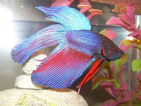 Learn Which Tankmates To Choose For Your Betta Fish In A Small Aquarium