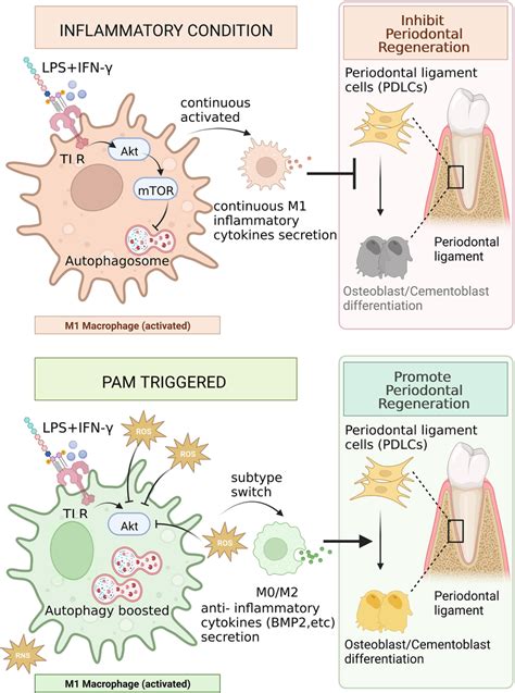 The Potential Mechanism For PAMmediated Periodontal Regeneration PAM