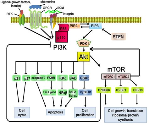 Figure From The Involvement Of Pi K Akt Signalling Pathway In Mmp