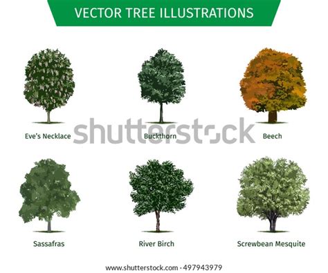 Different Tree Sorts Names Illustrations Tree Stock Vector Royalty