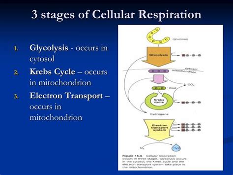 Cellular Respiration Stages