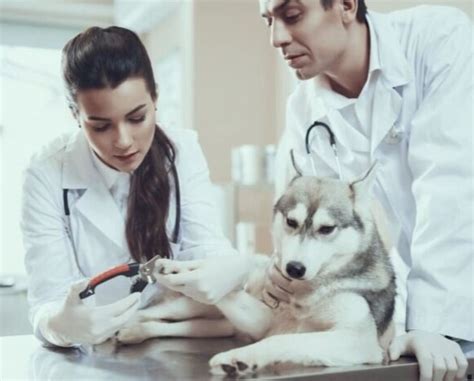 Grooming — Husky Haven of Florida