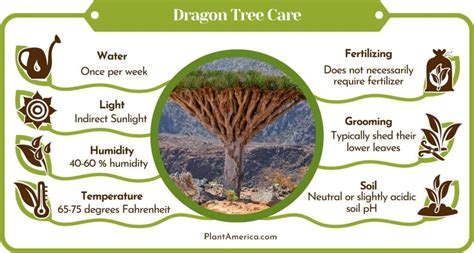 Dragon Tree Care: The Exhaustive Guide for Every Gardener - Plant America