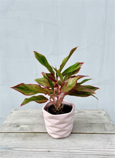 Aglaonema King of Siam Jak pielęgnować i podlewać tę Aglaonemę