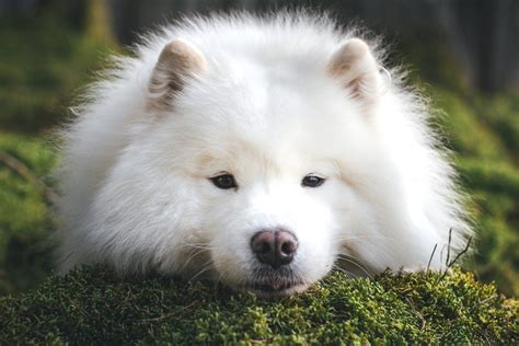 Samoyed: Dog Breed Profile