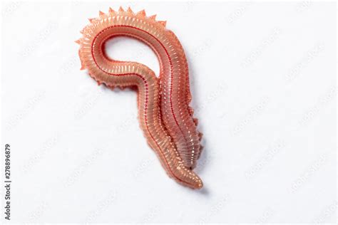 Sand Worm (Perinereis sp.) is the same species as sea worms (Polychaete ...