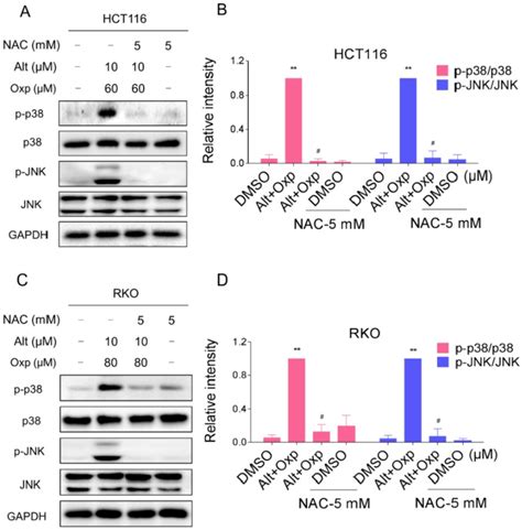 Activation Of The Jnk And P Mapk Pathways Mediated By Ros