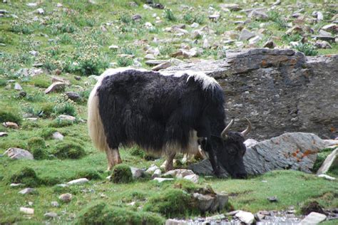 Grazing Animals Drove Domestication of Grain Crops by Early Humans ...