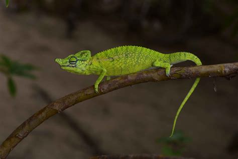 Scientists find Madagascar chameleon last seen 100 years ago - Aruba Today