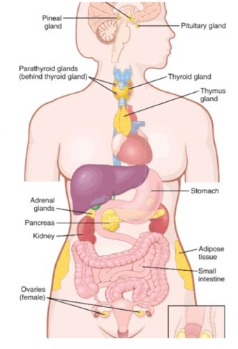 Ch 75 Introduction To Endocrinology Flashcards Quizlet