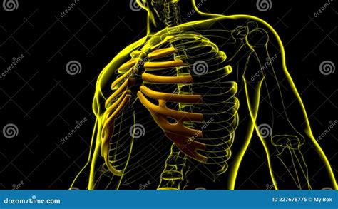 Human Skeleton Anatomy Costal Cartilage 3D Rendering Stock Illustration - Illustration of limbs ...