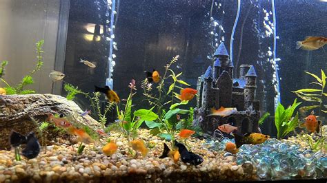 What type of filter is best for a fish tank? – SimiAqua