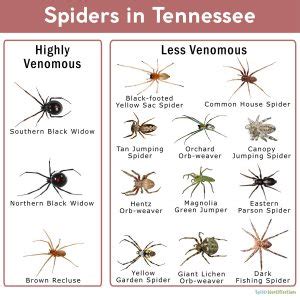 Spiders in Tennessee: List with Pictures