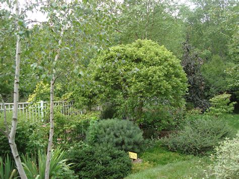 Dwarf River Birch (Betula nigra 'Little King' ) pruning