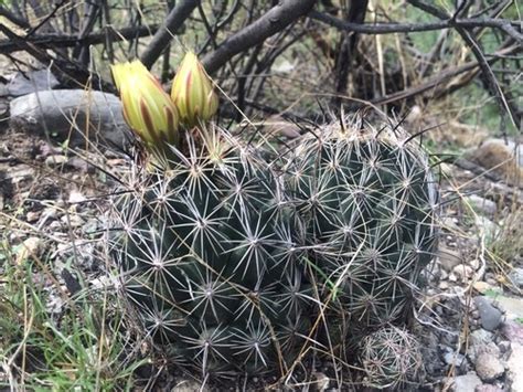 Biznaga Partida De Chihuahua Coryphantha Delaetiana Picturethis