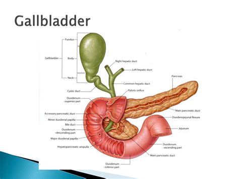 Ppt The Liver Gallbladder And Biliary Tree Powerpoint Presentation