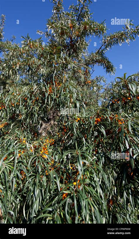 Sea buckthorn Hippophaë rhamnoides berries and bush Finland Stock