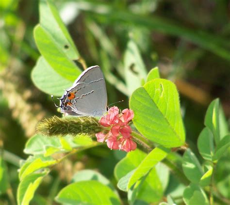 Whitemhairstreak