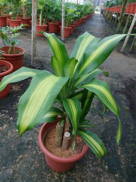 Variegated Dracaena Fragrans Furniture Home Living Gardening