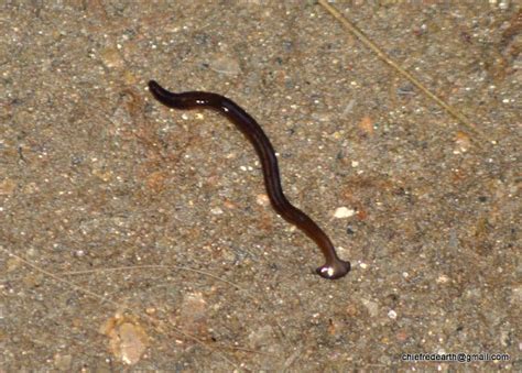 Hammerhead Worms Or Broadhead Planarians Project Noah