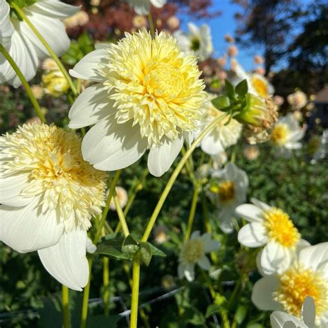 Platinum Blonde Dahlia Tuber Etsy