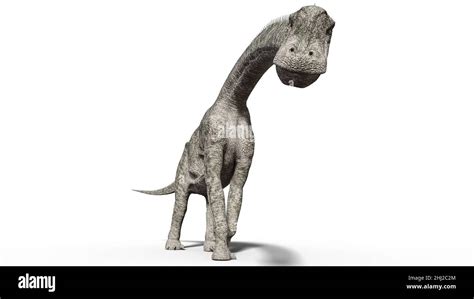 Brachiosaurus Diplodocus Fotografías E Imágenes De Alta Resolución Alamy