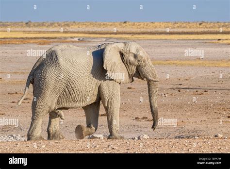 African Bush Elephant Loxodonta Africana Iconic Member Of African