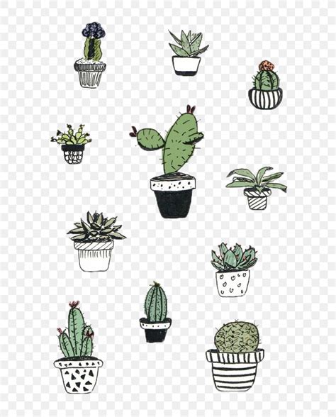 Cactaceae Cactus And Succulents Drawing Succulent Plant PNG