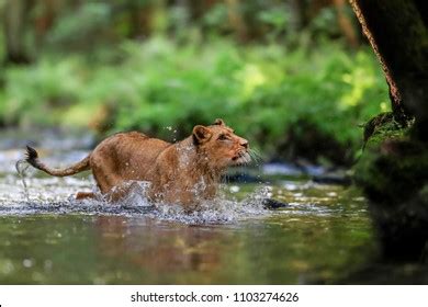 525 Lioness Chasing Images Stock Photos 3D Objects Vectors