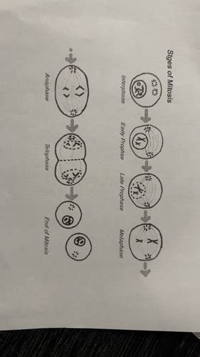 Stages Of Mitosis Flashcards Quizlet