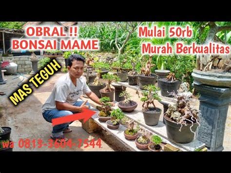 OBRAL WOW BONSAI MAME CANTIK MURAH DI RUMAH MAS TEGUH Wa