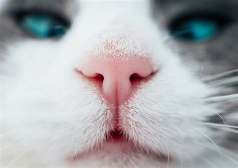 Nose Cancer In Cats Causes Symptoms And Treatment